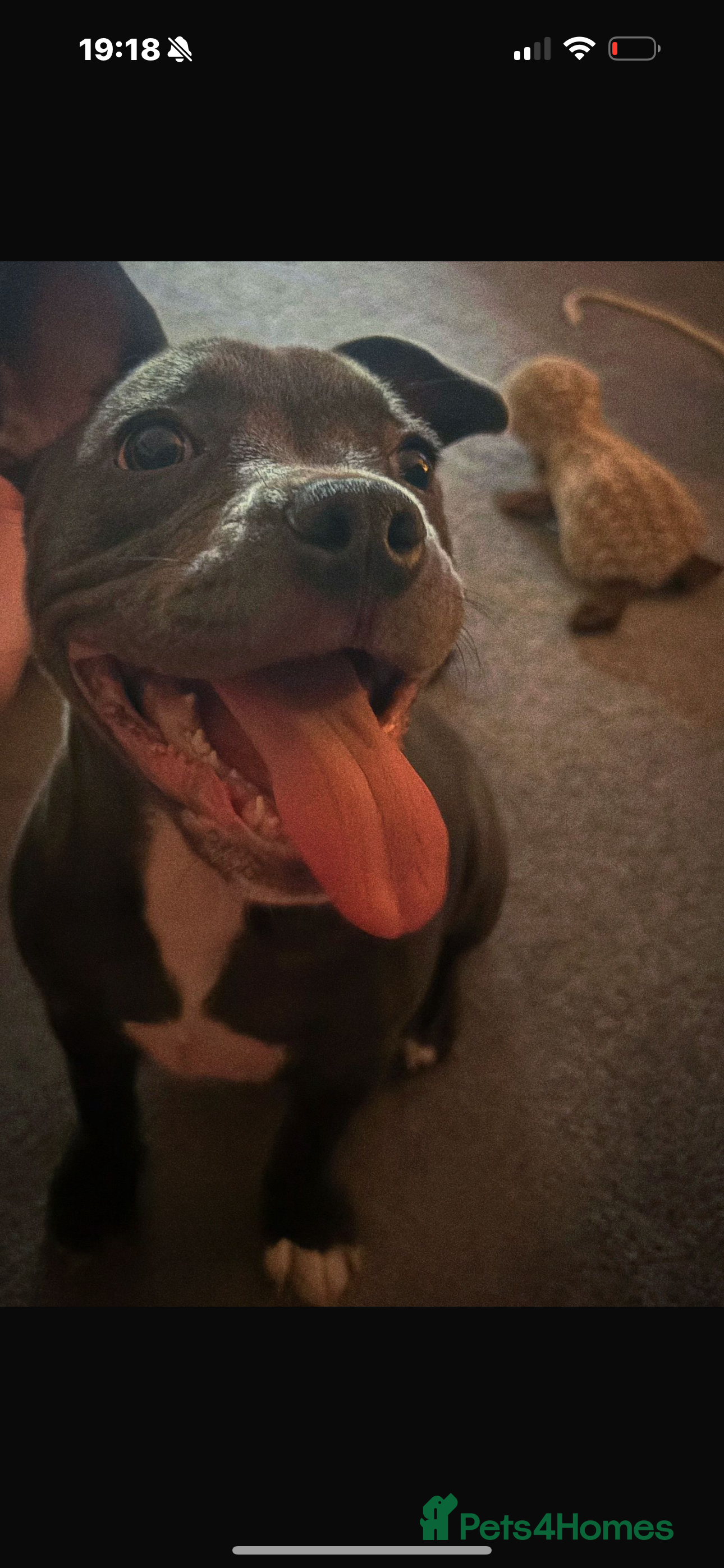 Mixed Breed dogs Frenchie ** taff - Advert 5