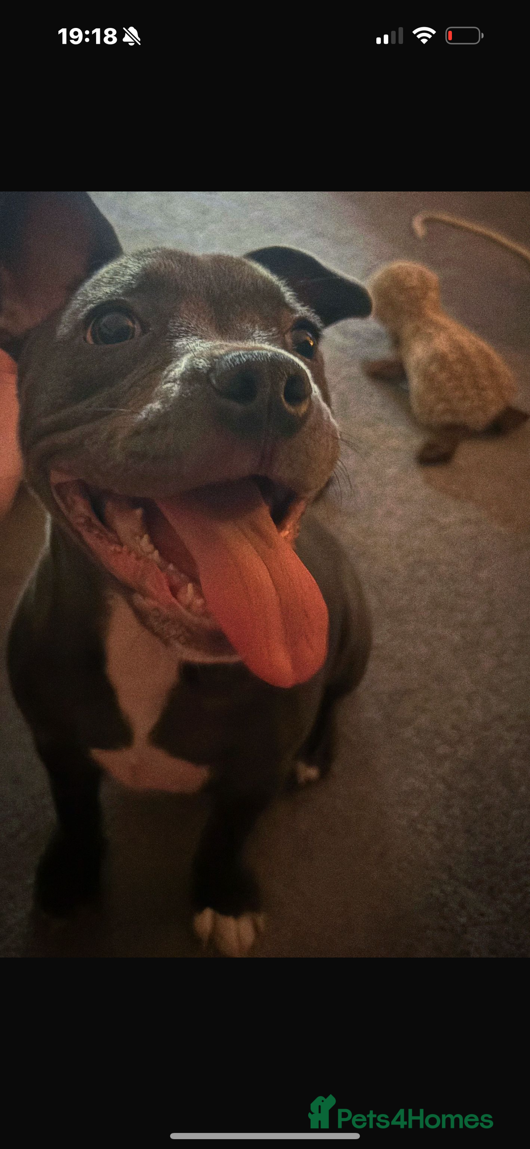 Mixed Breed dogs for sale: Frenchie ** taff - Advert 1