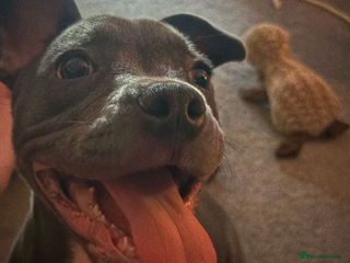 Mixed Breed dogs Frenchie ** taff - Advert 6