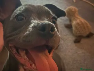 Mixed Breed dogs Frenchie ** taff - Advert 12