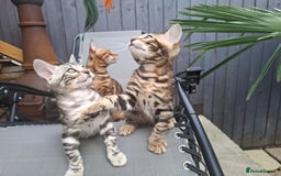 Bengal cats for sale: Show quality pure bengal kittens. - Image 14