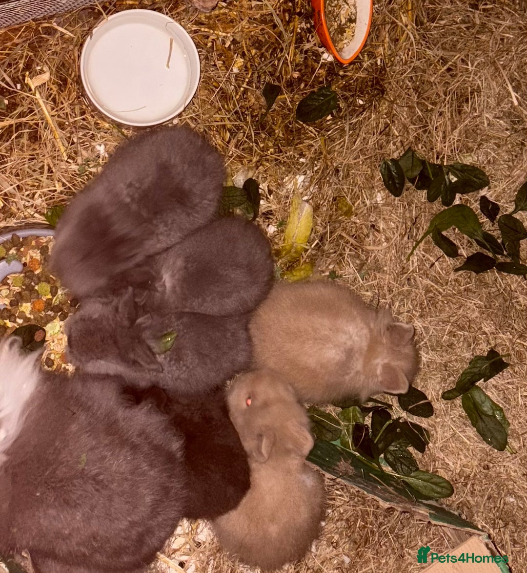 Lionhead rabbits for sale: 5 lionhead rabbits  - Advert 6