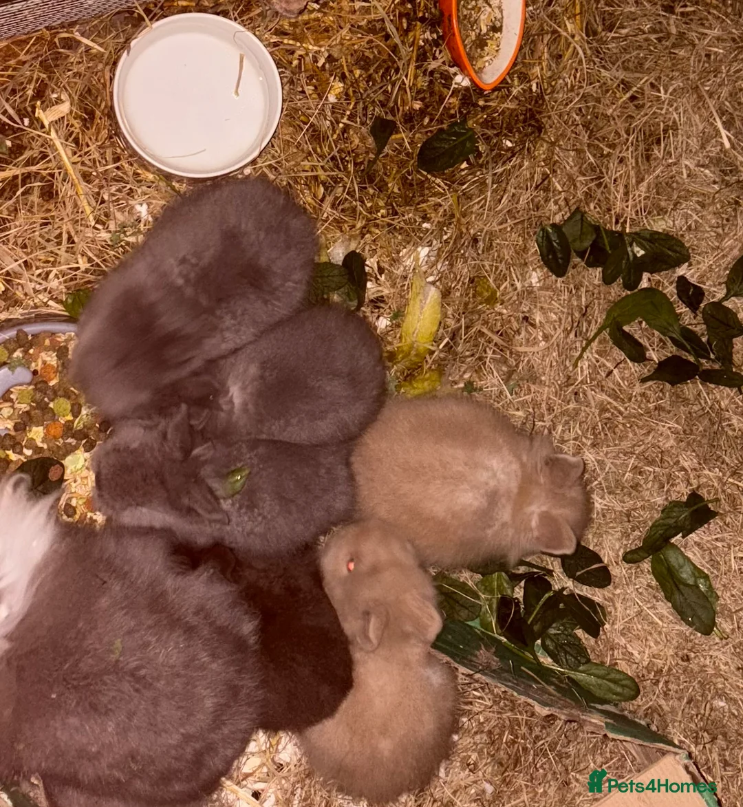 Lionhead rabbits for sale: 3 lionhead rabbits  - Advert 4