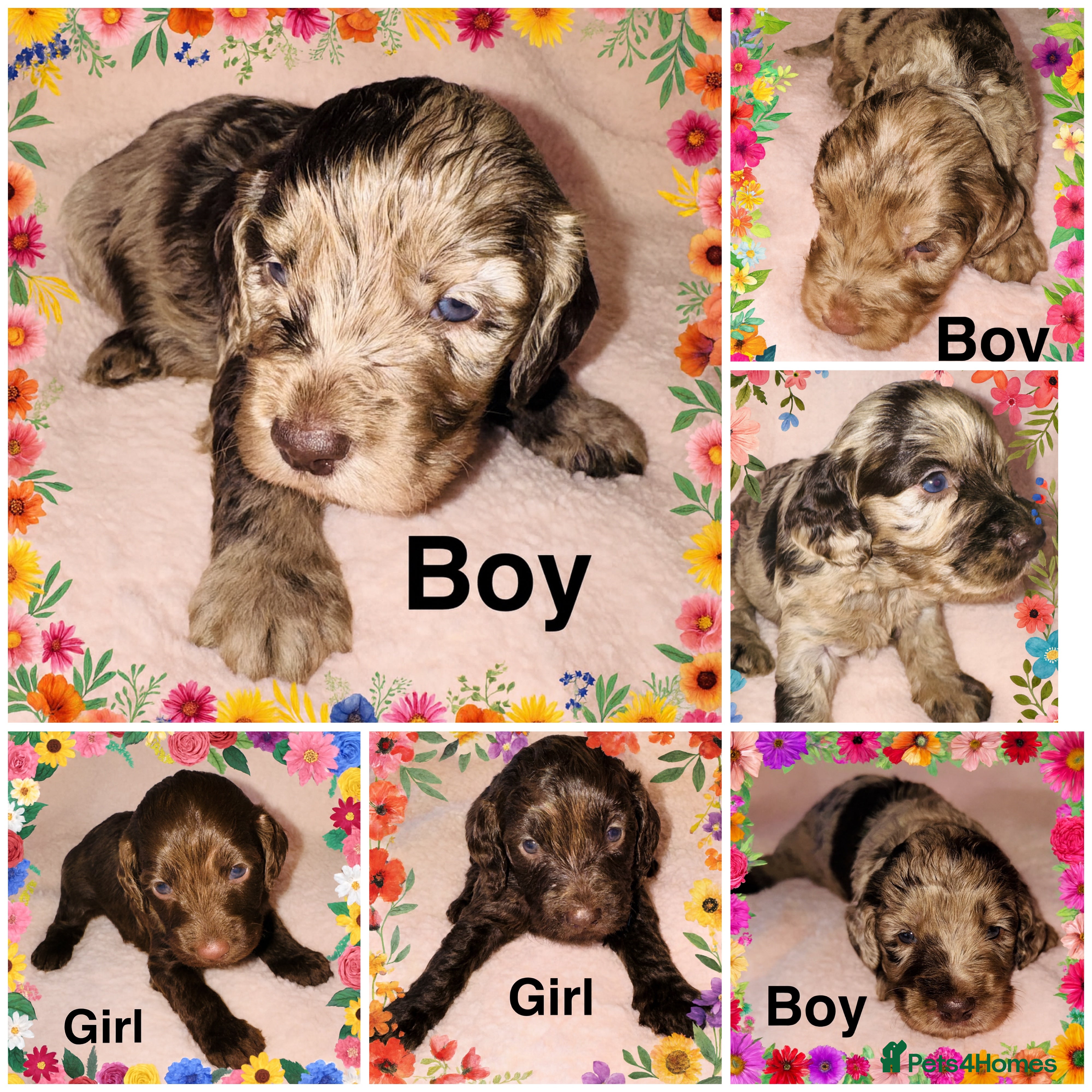 Cockapoo dogs ❤️DNA Tested F1 Rare Merle Cockapoos,Ready 4th Feb - Advert 5