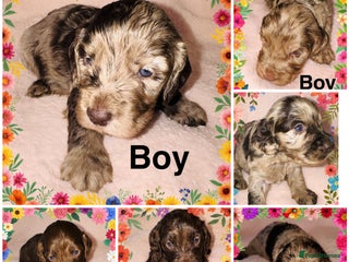 Cockapoo dogs ❤️DNA Tested F1 Rare Merle Cockapoos,Ready 4th Feb - Advert 3