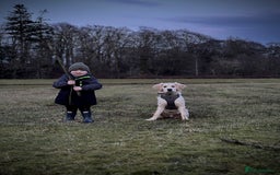Golden Retriever dogs for sale: Arlo  - Image 7
