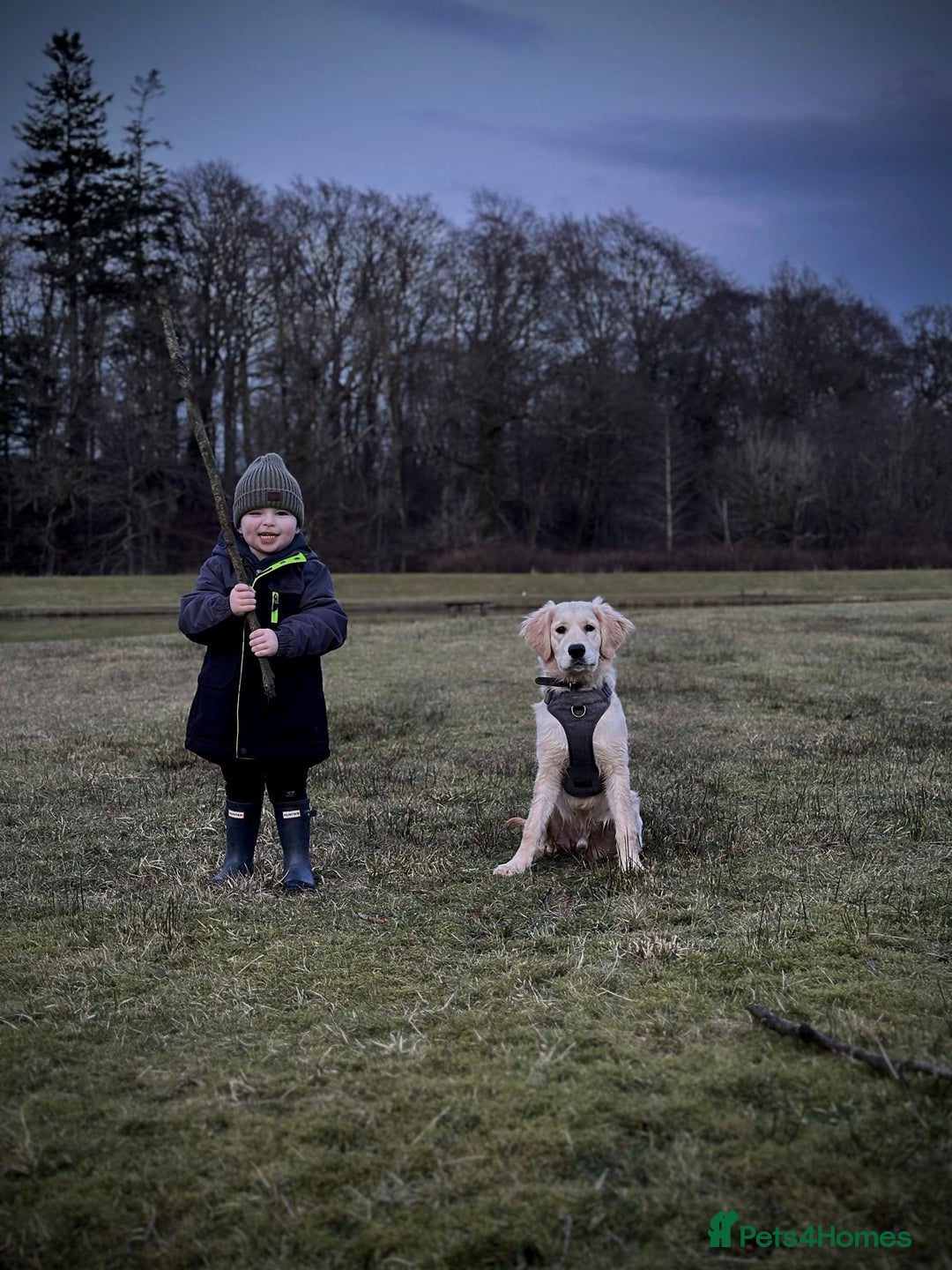 Golden Retriever dogs for sale: Arlo  - Image 7