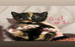 British Shorthair cats for sale: 4 gorgeous kittens for sale  - Image 1