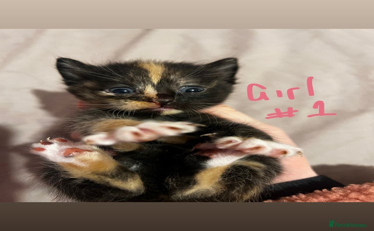 British Shorthair cats - Advert 4