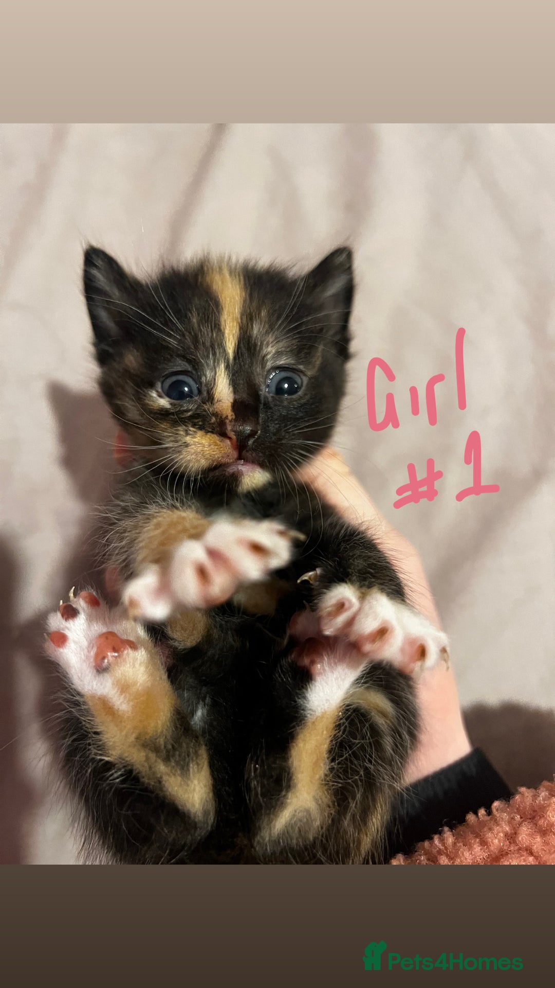 British Shorthair cats for sale: 4 gorgeous kittens for sale  - Image 1