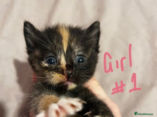 British Shorthair cats - Advert 11