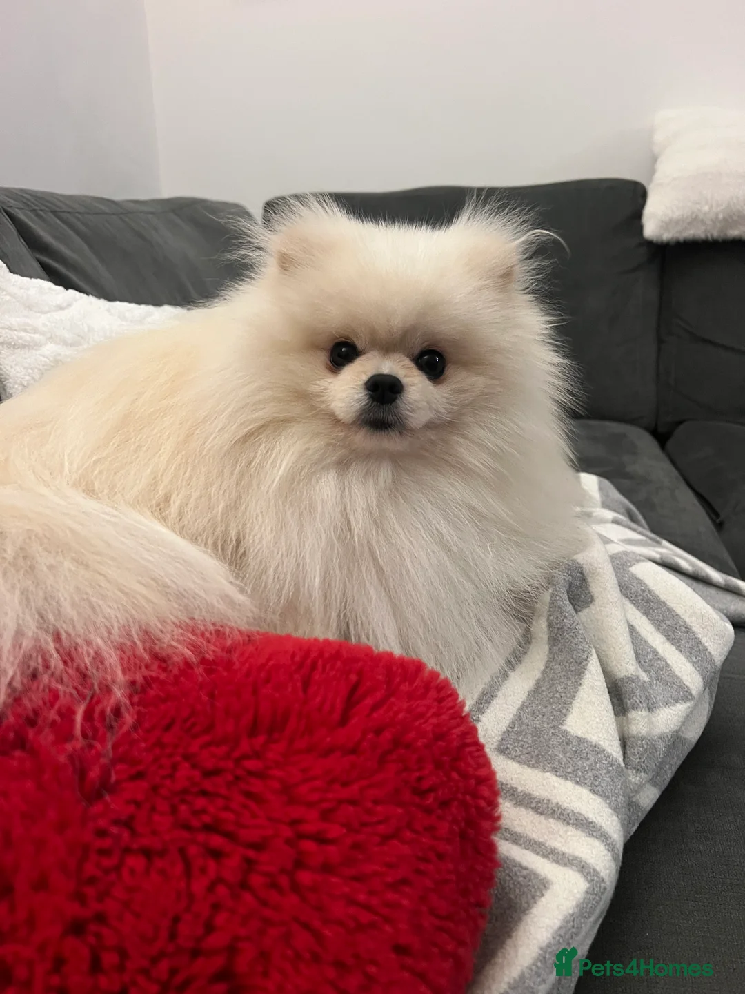 Pomeranian dogs for sale: Pomeranian  - Advert 3