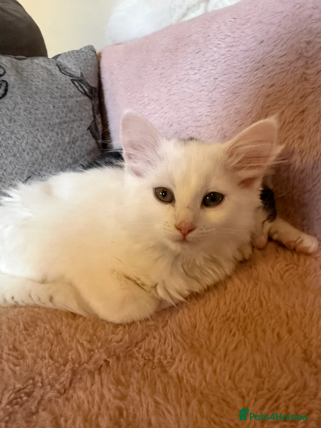 Mixed Breed cats for sale: 5 kittens ready to leave  - Advert 6