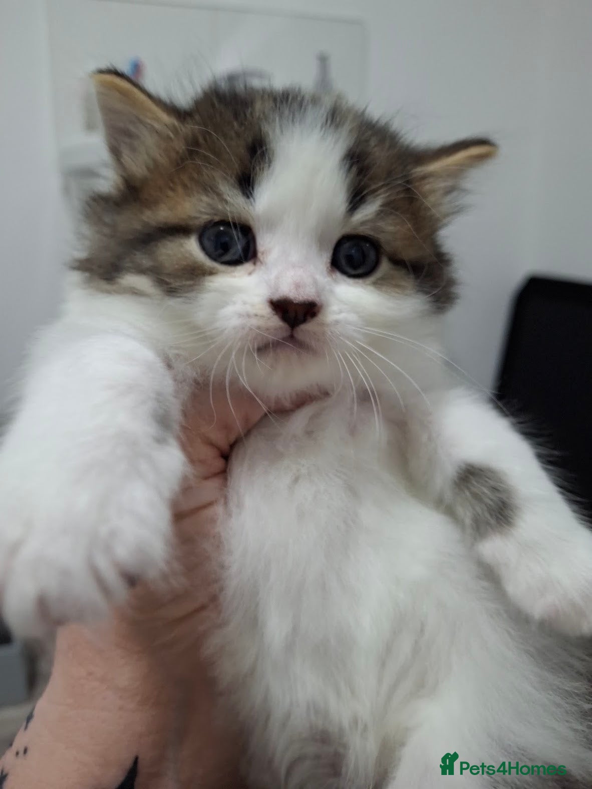 Norwegian Forest Cat cats Beautiful Norwegian Forest/Ragdoll Male Kitten  - Advert 1