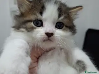 Norwegian Forest Cat cats Beautiful Norwegian Forest/Ragdoll Male Kitten - Advert 1