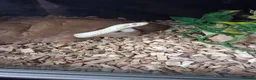 Corn Snake reptiles for sale: Various corn snakes for sale, Snow Tessera & more - Advert 6