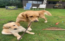 Golden Retriever dogs for sale: Golden Retriever Puppies – Family Raised - Image 3