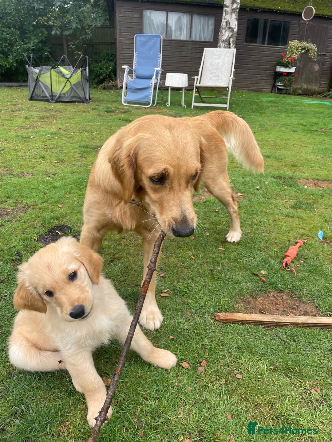 Golden Retriever dogs for sale: Golden Retriever Puppies – Family Raised - Image 3
