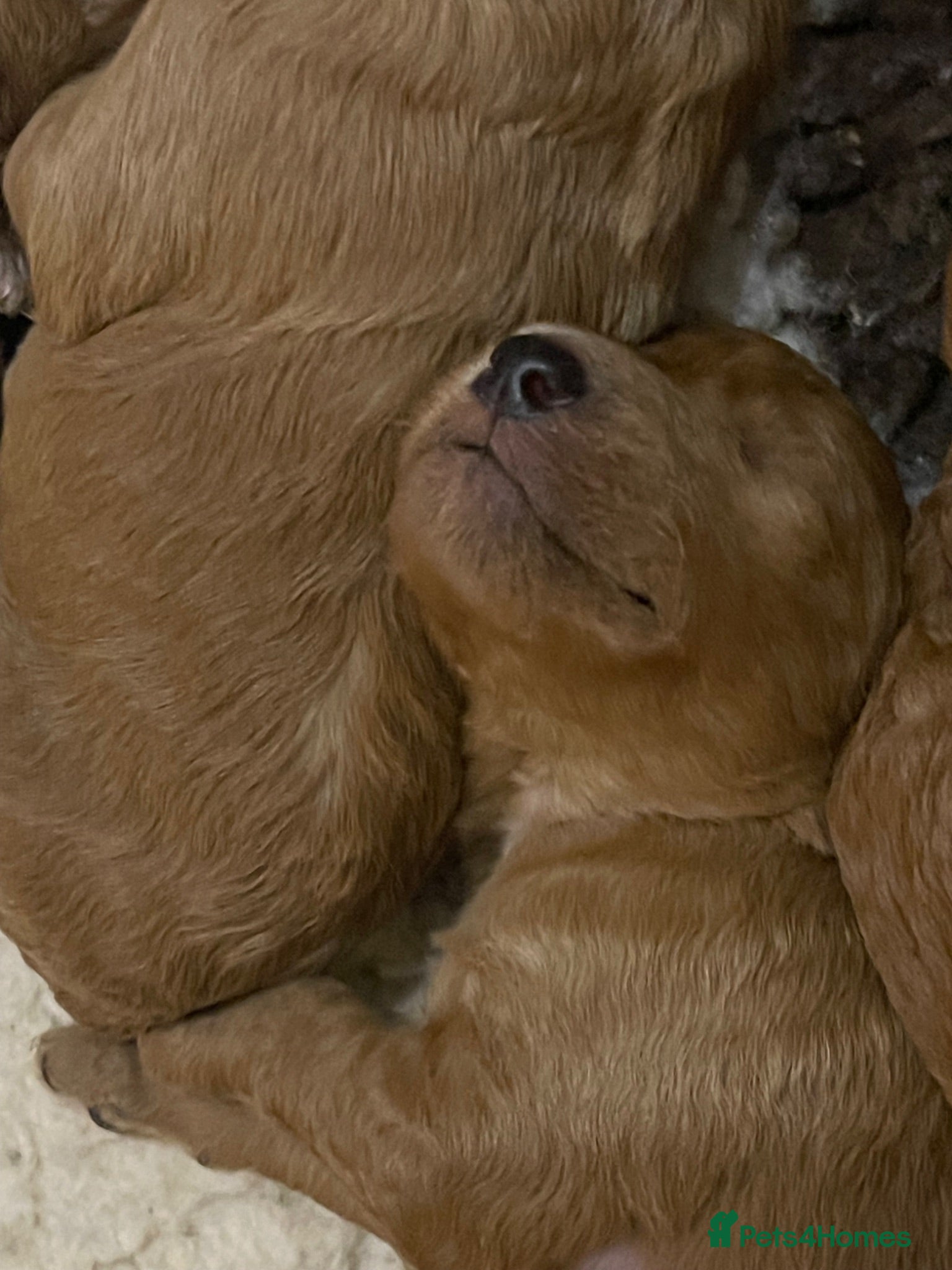 Australian Labradoodle dogs Australian Labradoodle puppies - Advert 1