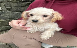 Poochon dogs for sale: Poochon puppies ready now  - Advert 2