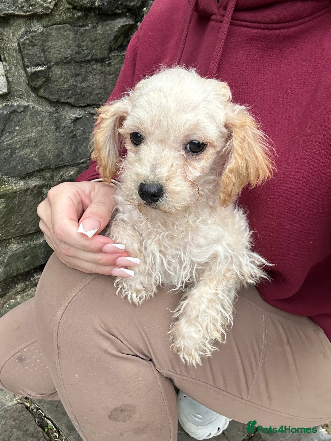 Poochon dogs for sale: Poochon puppies ready now  - Advert 2