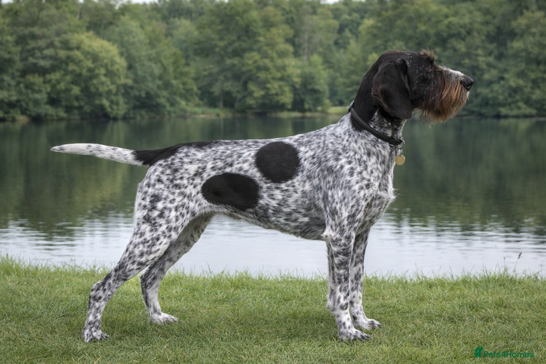 German Wirehaired Pointer dogs for sale: Quality KC Reg German Wirehaired Pointer Pups - Advert 3