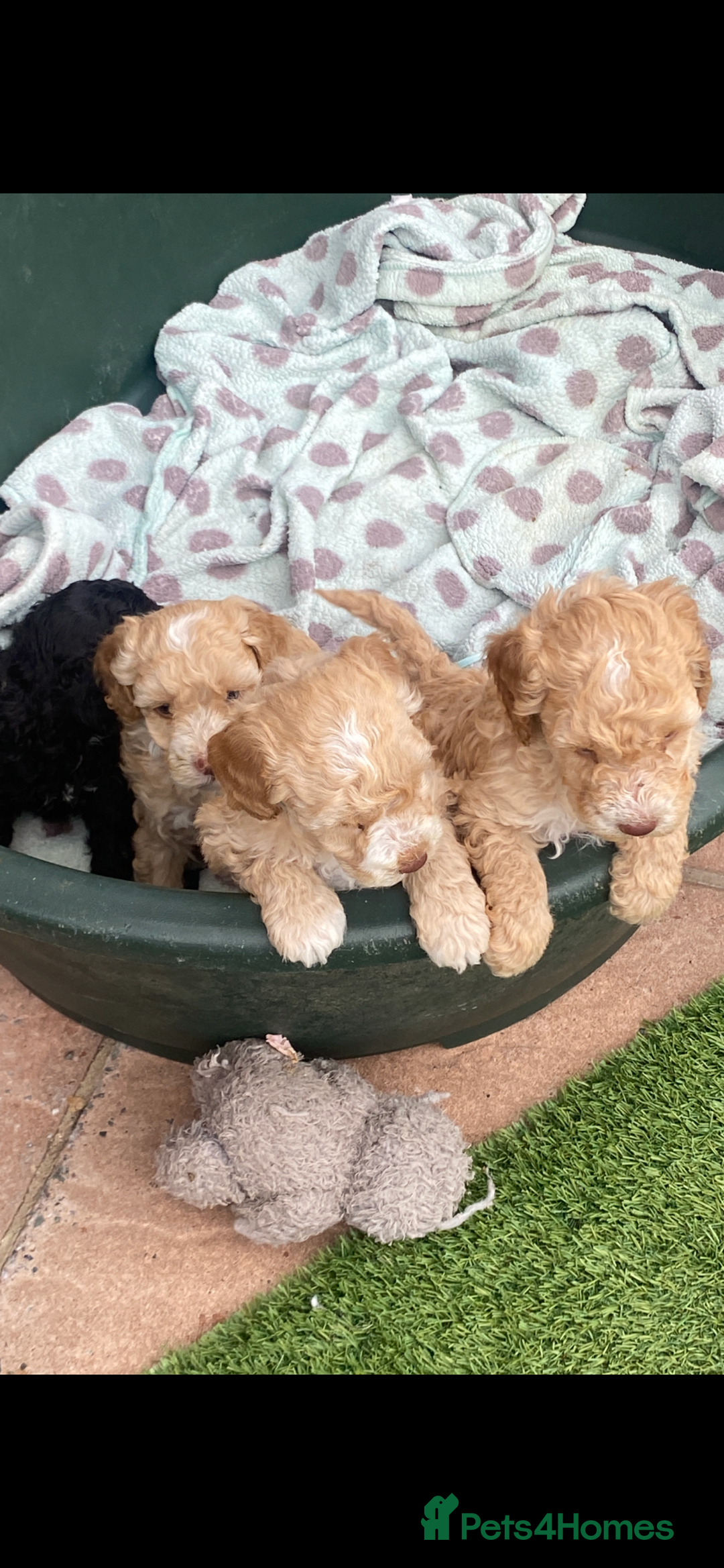 Cockapoo dogs for sale: F2 cockerpoos for sale - Image 7