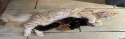 Ragcoon cats for sale: Beautiful Ragcoon kittens 🐱  - Advert 25