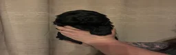 Cocker Spaniel dogs for sale: KC Show type cocker spaniel pups ready to leave  - Advert 33