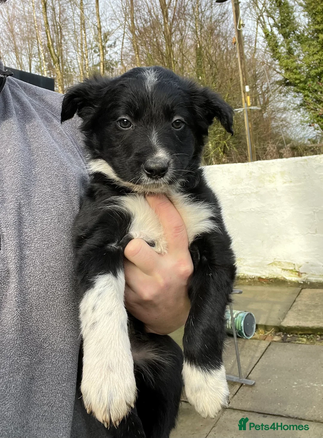 Border Collie dogs for sale: Border collie puppies - Advert 3