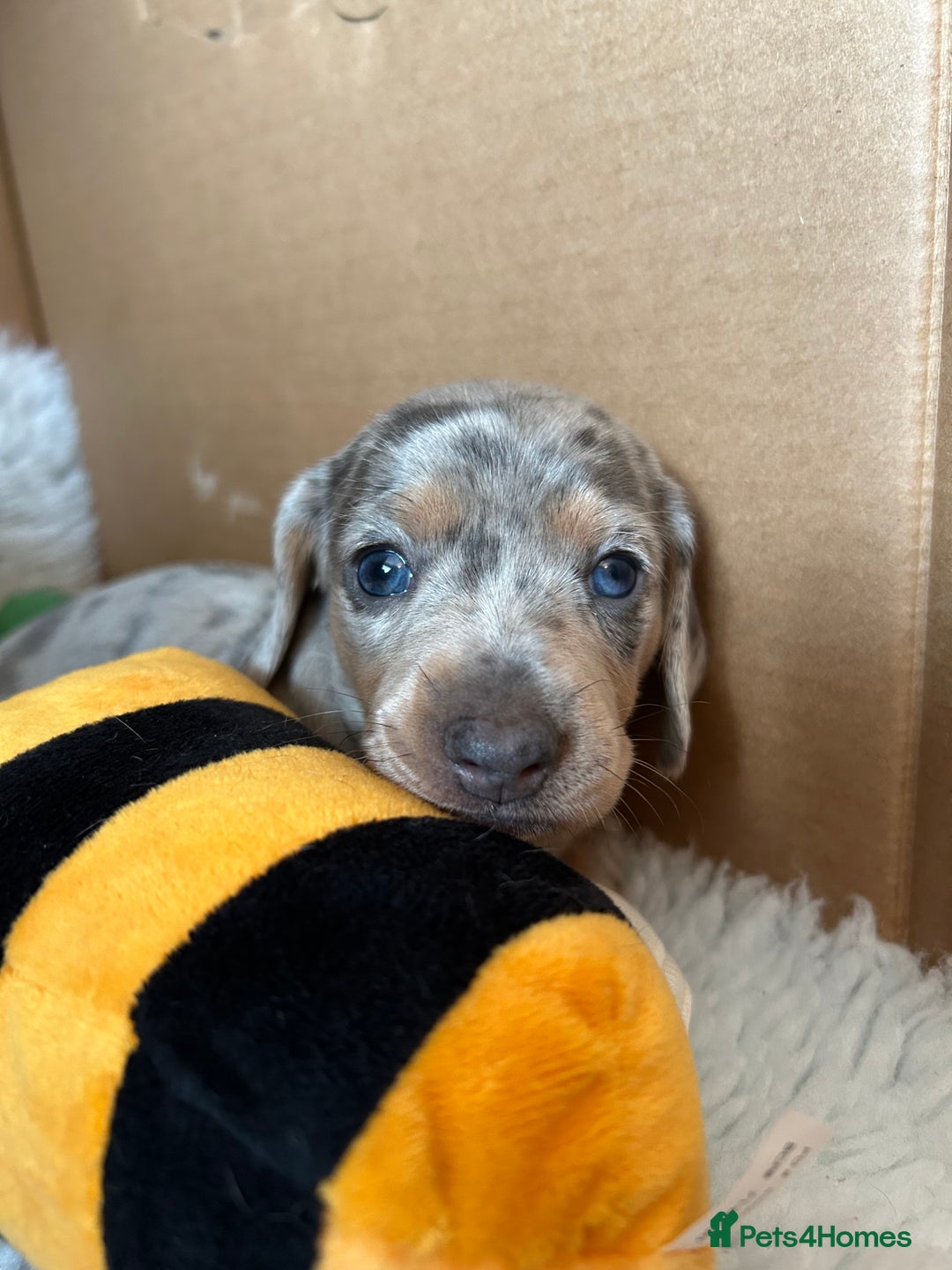 Miniature Dachshund dogs for sale: Mini dachshund puppies 6 weeks - Advert 29