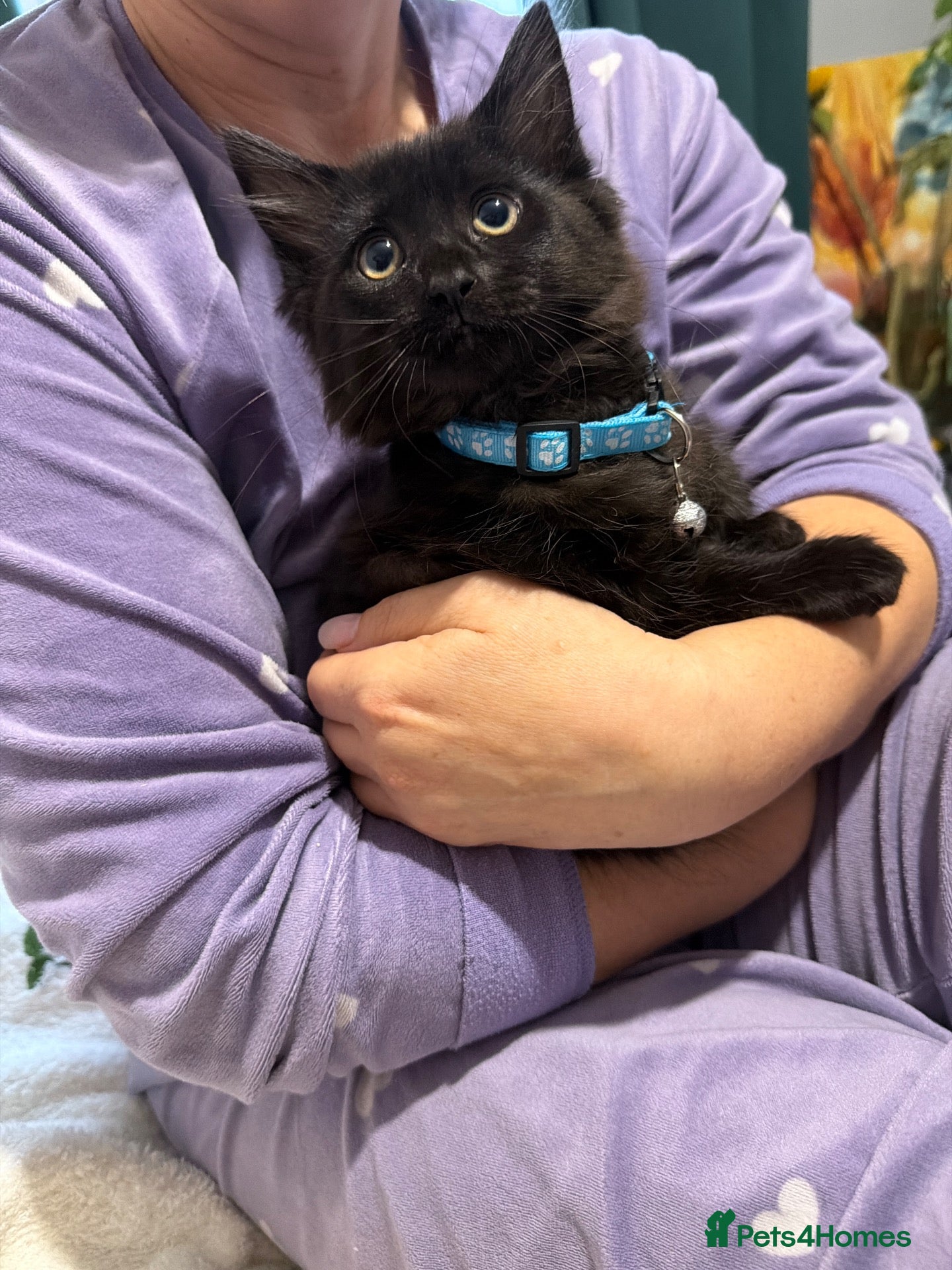Mixed Breed cats One black fluffy girl available  - Advert 10