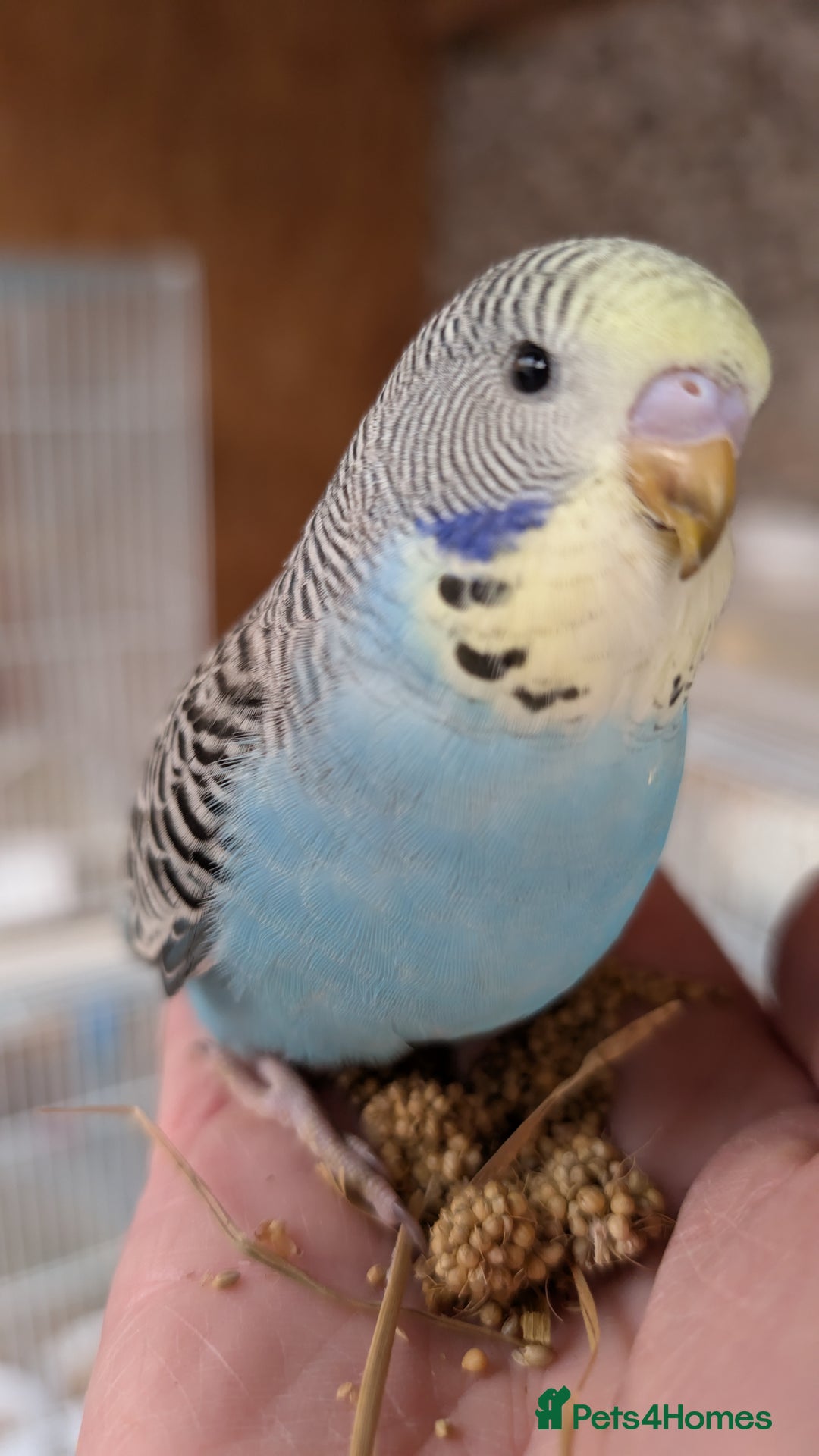 Budgerigars birds for sale: Hand tamed baby budgies for sale - Advert 12