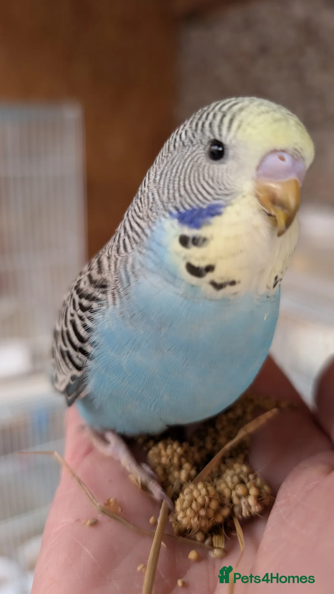 Budgerigars birds for sale: Hand tamed baby budgies for sale - Advert 13
