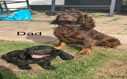 Cocker Spaniel dogs for sale: Male working cocker spaniel puppy kc reg - Image 15