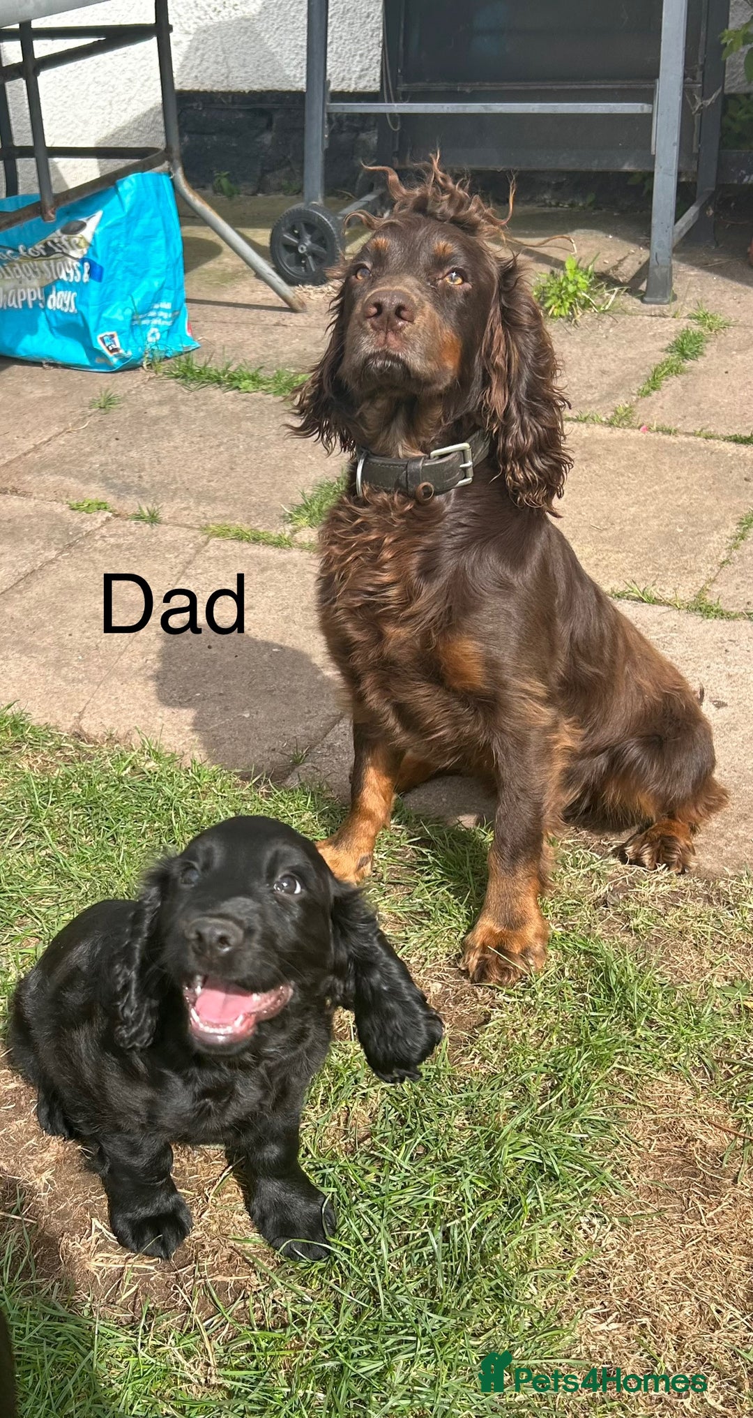 Cocker Spaniel dogs for sale: Male working cocker spaniel puppy kc reg - Image 15
