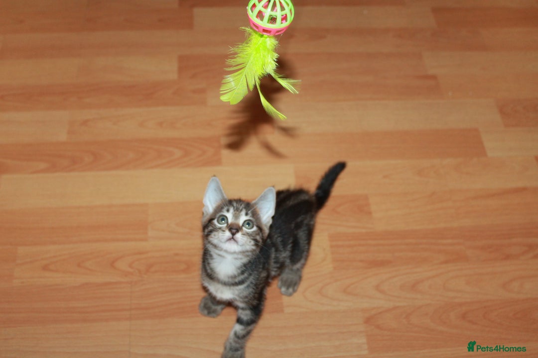 Bengal cats for sale: Adorable, affectionate, so cute kittens for sale!! - Image 12