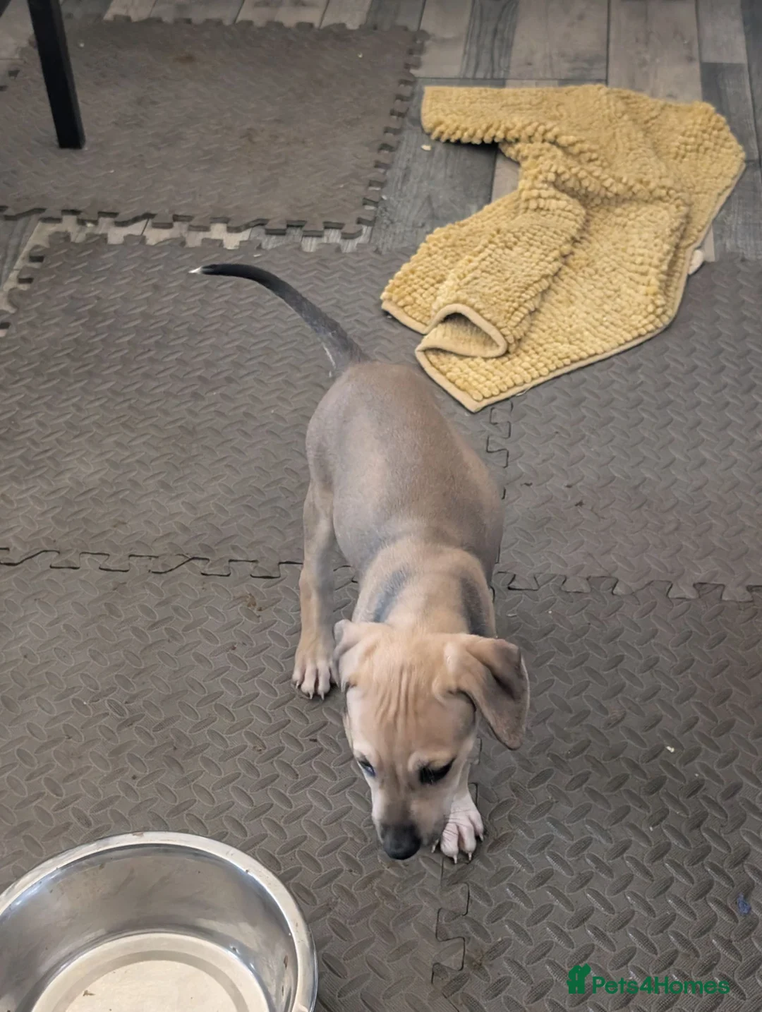 Mixed Breed dogs for sale: Ready for their forever home  in Pontyclun - Advert 2