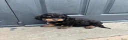 Cavapoo dogs for sale: Ready to leave Cavapoo puppies 🩷 - Advert 12