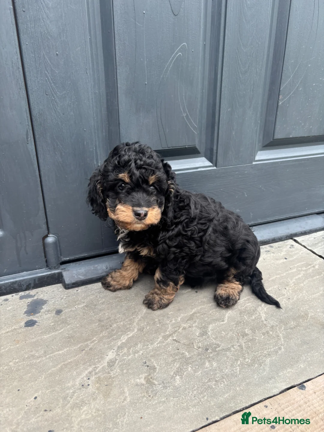Cavapoo dogs for sale: Ready to leave Cavapoo puppies 🩷 - Advert 12
