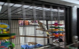 Cockatiels birds for sale: Cockateil and budgie with cage and accessories  - Image 6