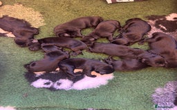 Labrador Retriever dogs for sale: Labrador retriever puppies  - Image 8