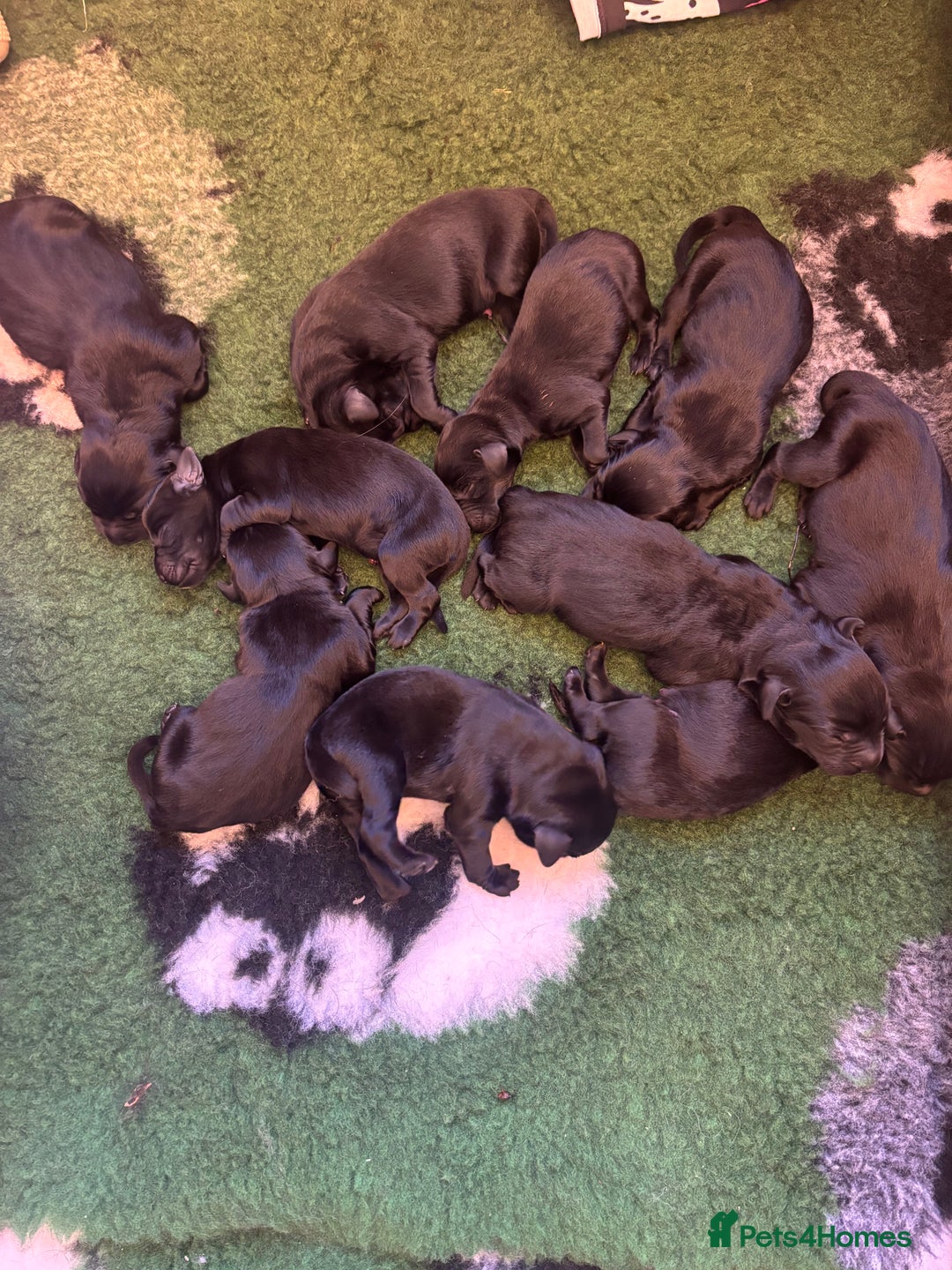 Labrador Retriever dogs for sale: Labrador retriever puppies  - Image 8