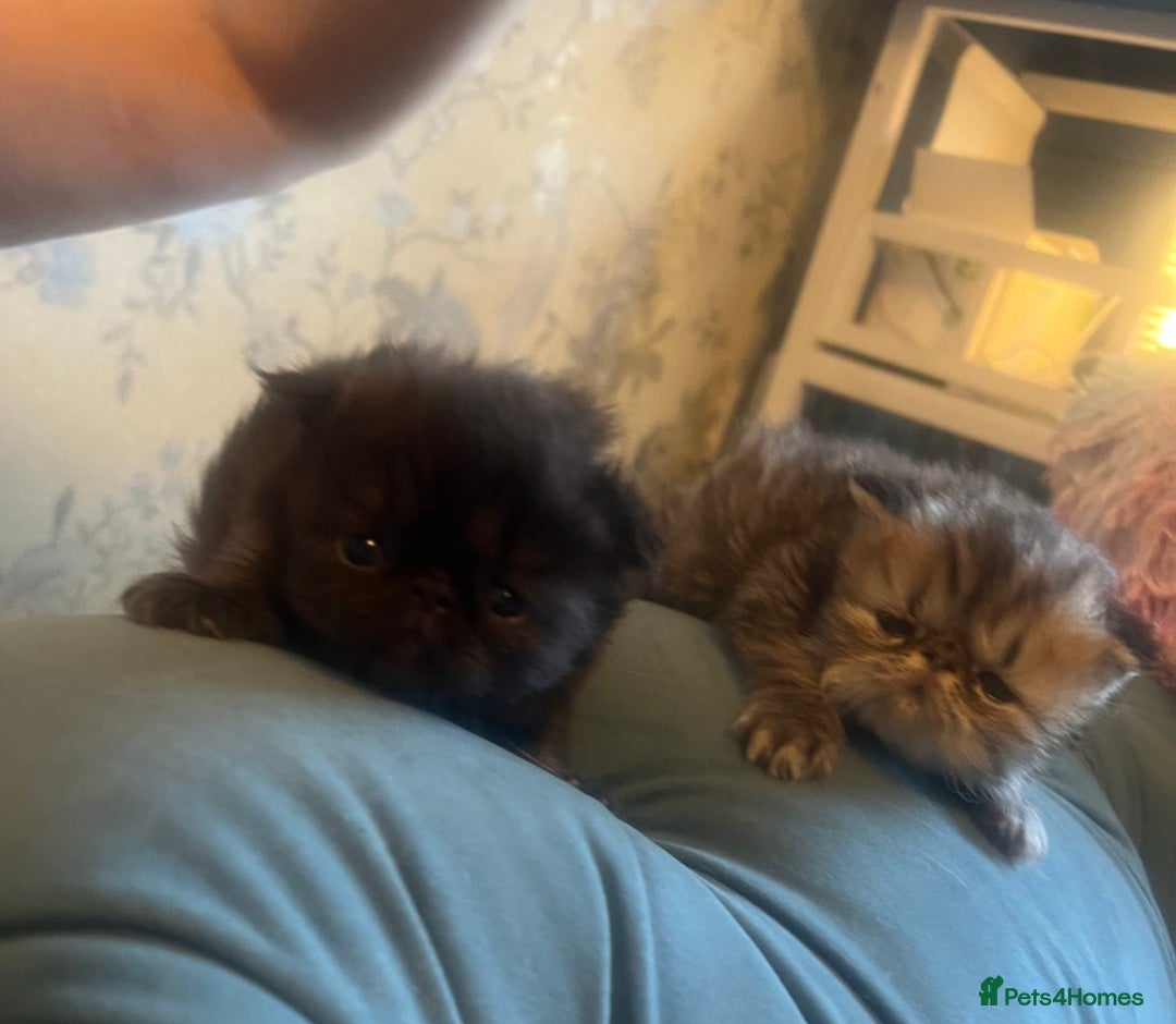 Persian cats for sale: Gorgeous Persians gccf registered pkd neg   - Image 9