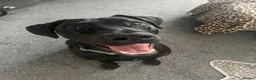 Mixed Breed dogs for sale: Doberman x Lab - Advert 2