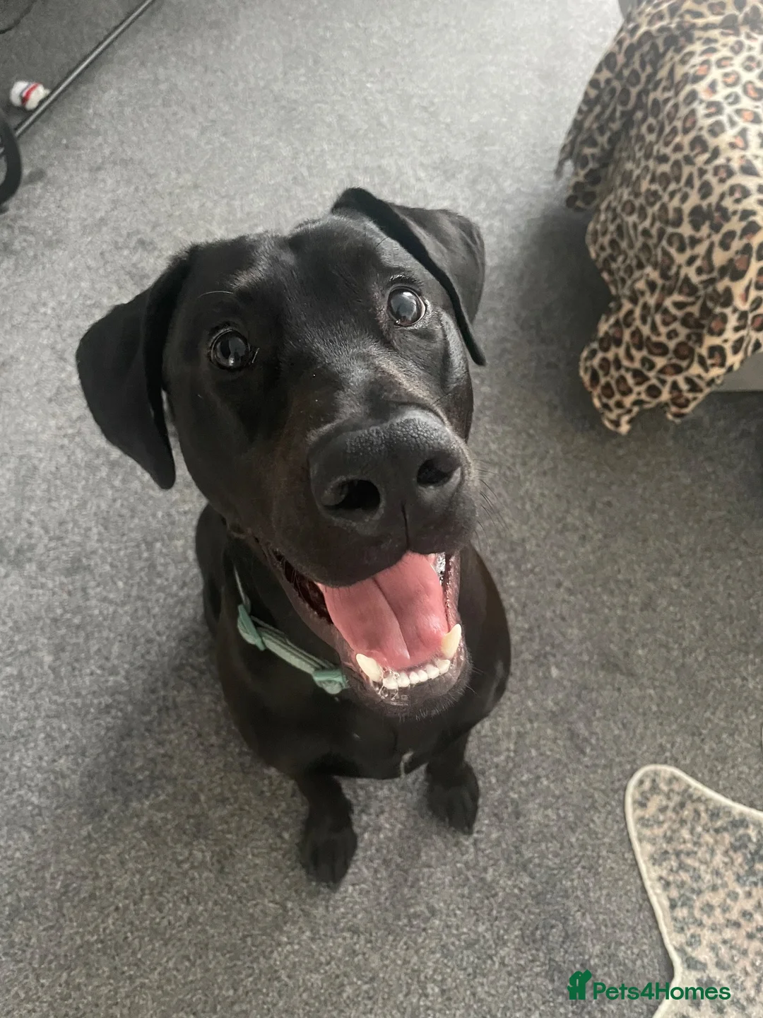 Mixed Breed dogs for sale: Doberman x Lab - Advert 2