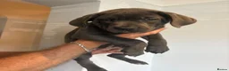 Mixed Breed dogs for sale: Cane Corso 75% x German Shepherd 25% in Bishop's Stortford - Advert 23