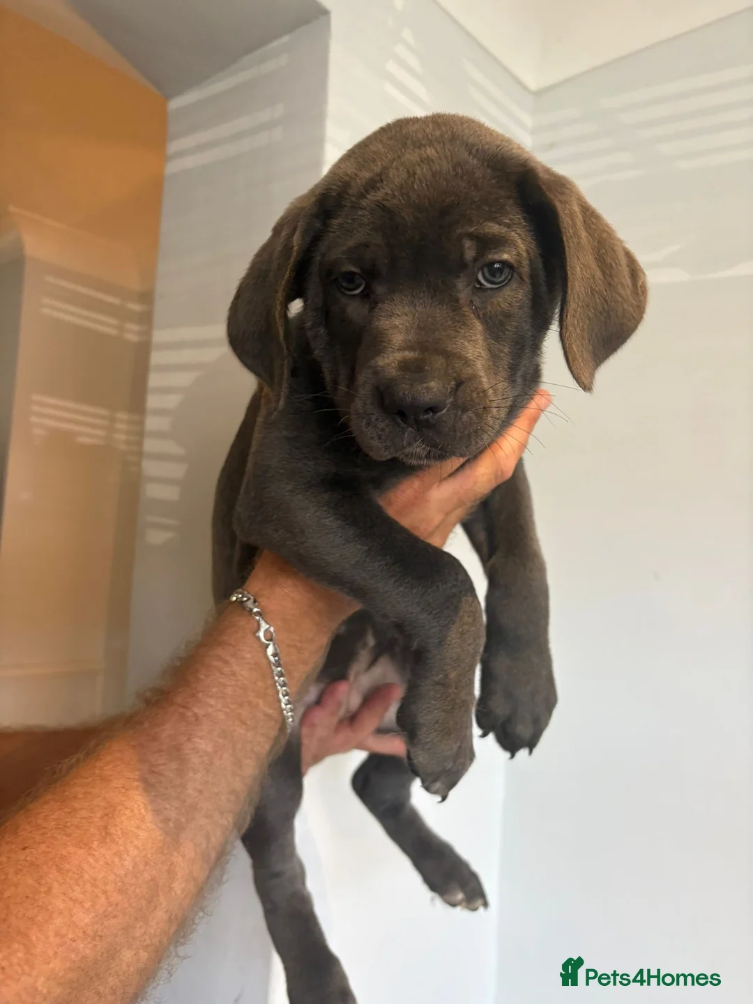 Mixed Breed dogs for sale: Cane Corso 75% x German Shepherd 25% in Bishop's Stortford - Advert 23