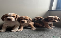 Bocker dogs for sale: Bocker puppies (beagle x cocker)  - Image 2