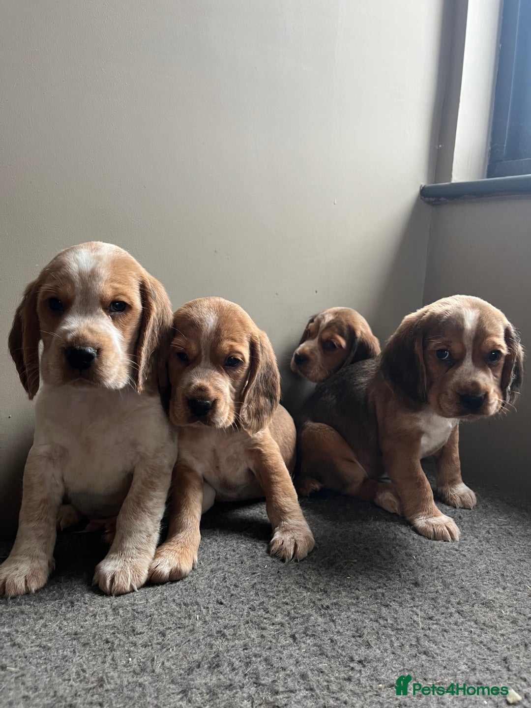 Bocker dogs for sale: Bocker puppies (beagle x cocker)  - Image 2